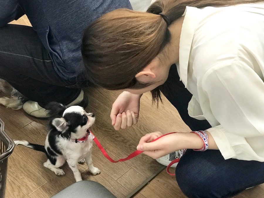 あずきちゃん：おすわり、ふせの練習 - マルワン相模大塚店 | 【しつけ教室】マルワン×アニコム合同イベント！