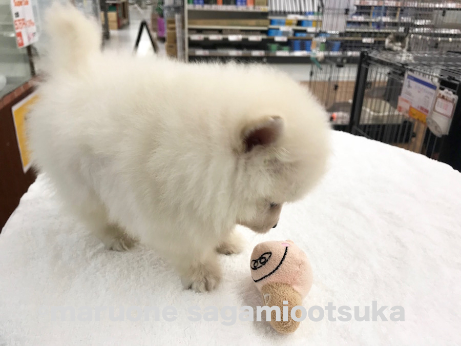 遊ぶ時はしっかり遊ぶ | ポメラニアン （814463） - ペットショップ マルワン相模大塚 神奈川県大和市