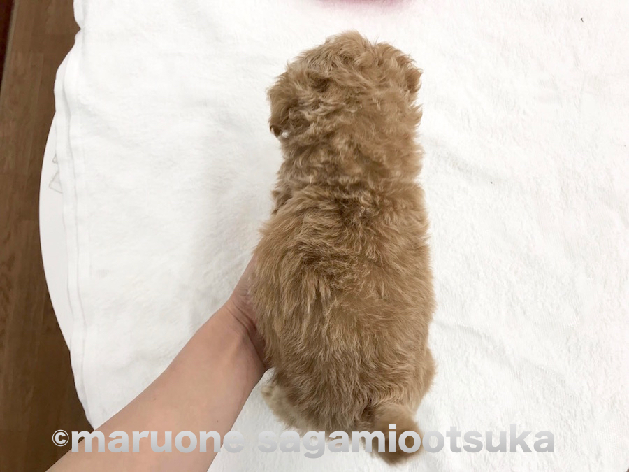 ふわふわな被毛の触り心地は最高級シルクを撫でたように滑らか！！ | MIX マルチーズ×トイ・プードル （814462） - ペットショップ マルワン相模大塚 神奈川県大和市