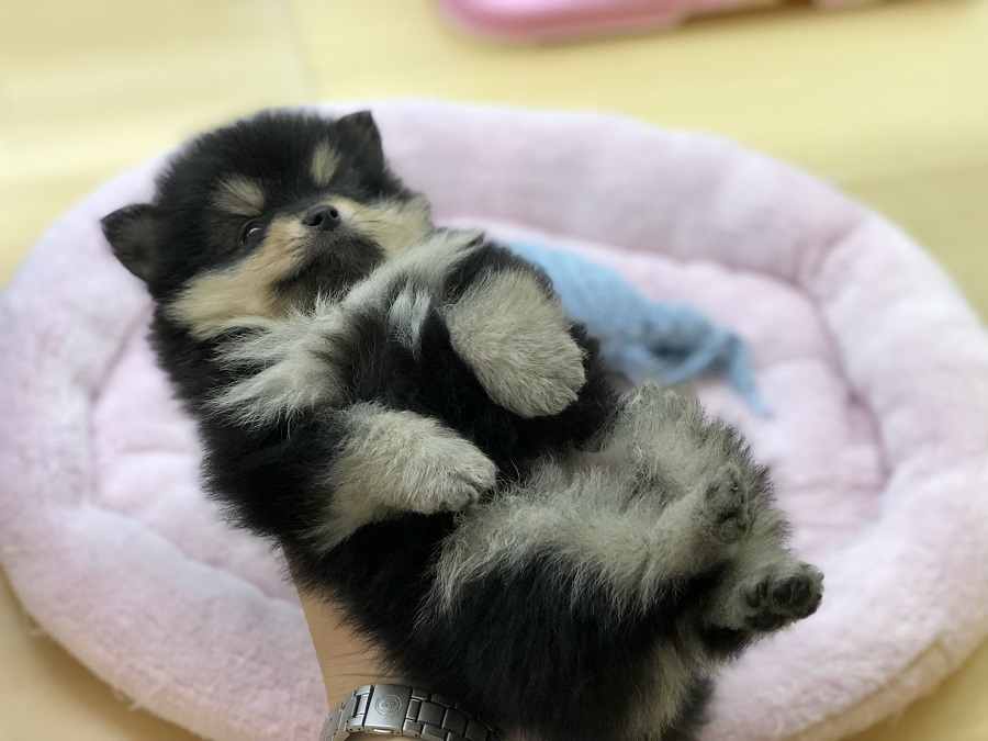 全く抵抗を示さない優秀っぷり | 小熊 ポメラニアン （118232） - ペットショップ ペッツワン城山 神奈川県相模原市