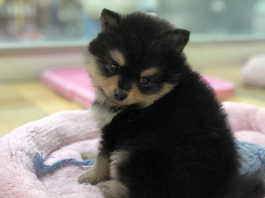 おもちゃに飽きた小熊ポメ、キメ顔で遊びに誘ってます | 小熊 ポメラニアン （118232） - ペットショップ ペッツワン城山 神奈川県相模原市