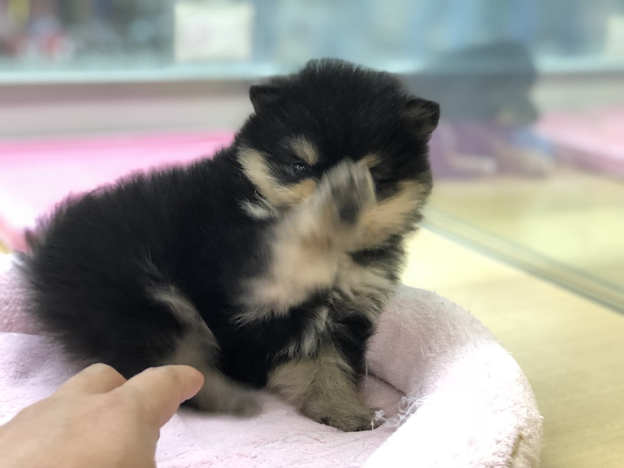 お店で待ってるよ！ | 小熊 ポメラニアン （118232） - ペットショップ ペッツワン城山 神奈川県相模原市