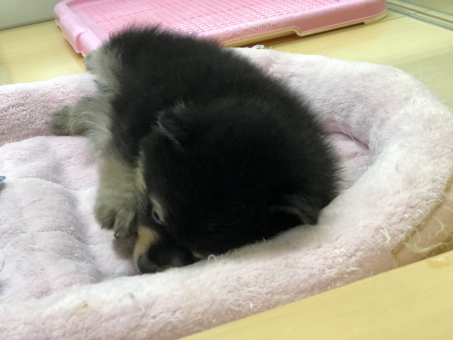 構わないのでふて寝する小熊ポメ | 小熊 ポメラニアン （118232） - ペットショップ ペッツワン城山 神奈川県相模原市