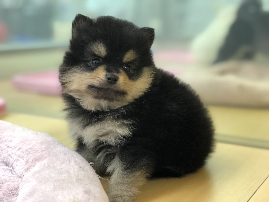 ブラタンポメの登場は実に３年ぶり | 小熊 ポメラニアン （118232） - ペットショップ ペッツワン城山 神奈川県相模原市