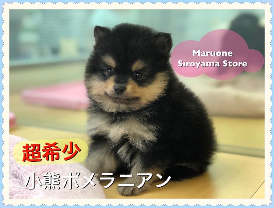 【小熊ポメラニアン】緊急ブログ！！見なきゃ絶対損なスペシャルパピー：ペットショップ｜ペッツワン城山店｜子犬情報｜NO.118232（神奈川県相模原市）