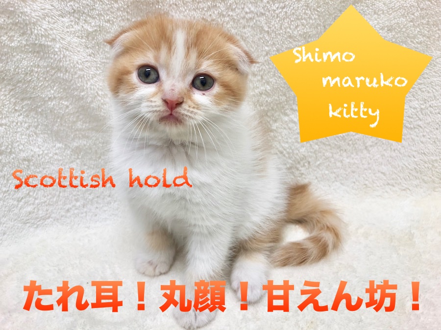 【スコティッシュ・フォールド】たれ耳！丸顔！甘えん坊！可愛さてんこ盛りのにゃんこをご紹介します！！：ペットショップマルワン下丸子店(東京都大田区)子猫情報！｜No.116235