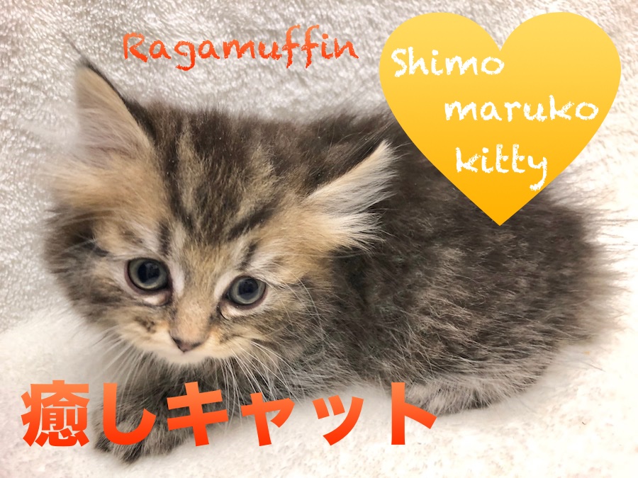 【ラガマフィン】ふわっと柔らかいのは被毛だけではない！？癒し系にゃんこが入店！：ペットショップマルワン下丸子店(大田区)｜子猫情報！No.116251