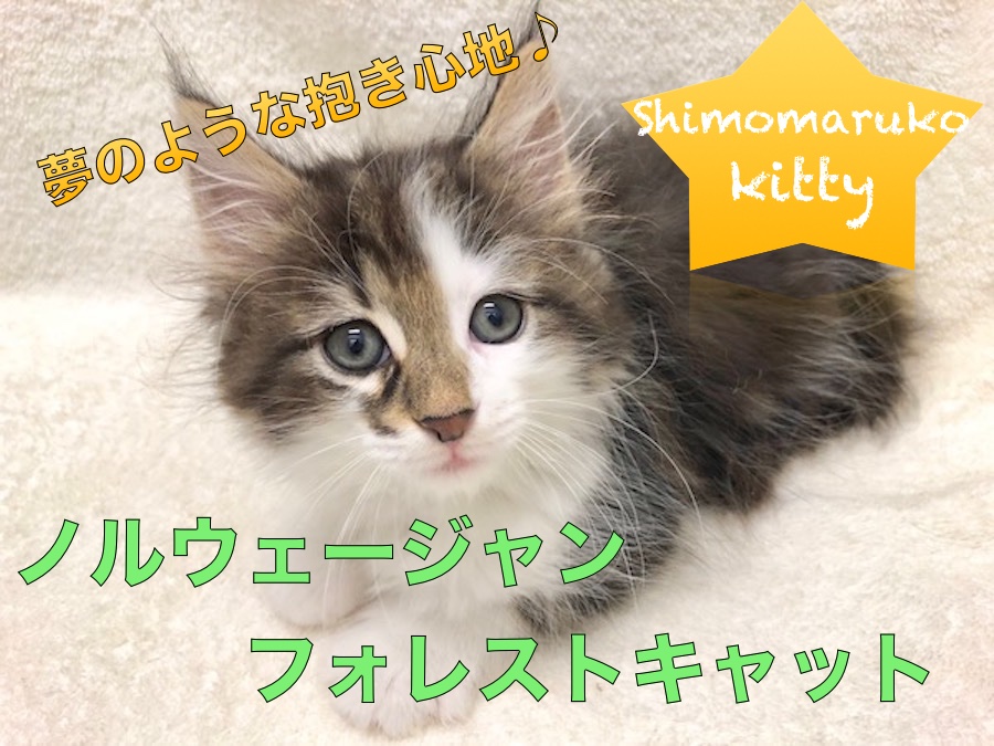 【ノルウェージャン・フォレストキャット】最高の抱き心地！！抱っこ大好き甘えん坊ネコちゃんをご紹介いたします！！：ペットショップマルワン下丸子店(東京都大田区)｜オススメ子猫情報！No.116257