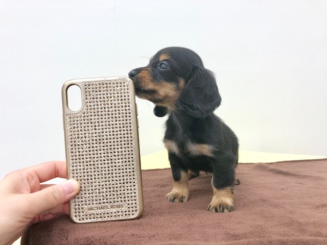 スマホと大きさの比較 | ミニチュア・ダックスフント （512540） - ペットショップ マルワン本羽田 東京都大田区