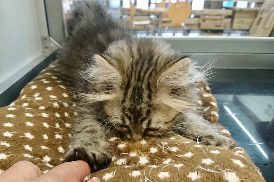とても柔らかくのんびりした性格の持ち主 | ラガマフィン （116251） - ペットショップ マルワン下丸子 東京都大田区