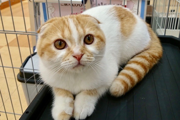 「たれ耳のねこちゃん」！ | スコティッシュ・フォールド （116235） - ペットショップ マルワン下丸子 東京都大田区