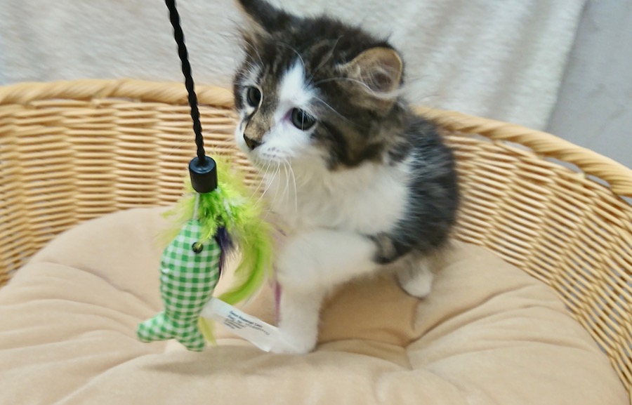 温厚で好奇心旺盛な癒やしキャット | ノルウェージャン・フォレストキャット (116257) - ペットショップ マルワン下丸子 東京都大田区