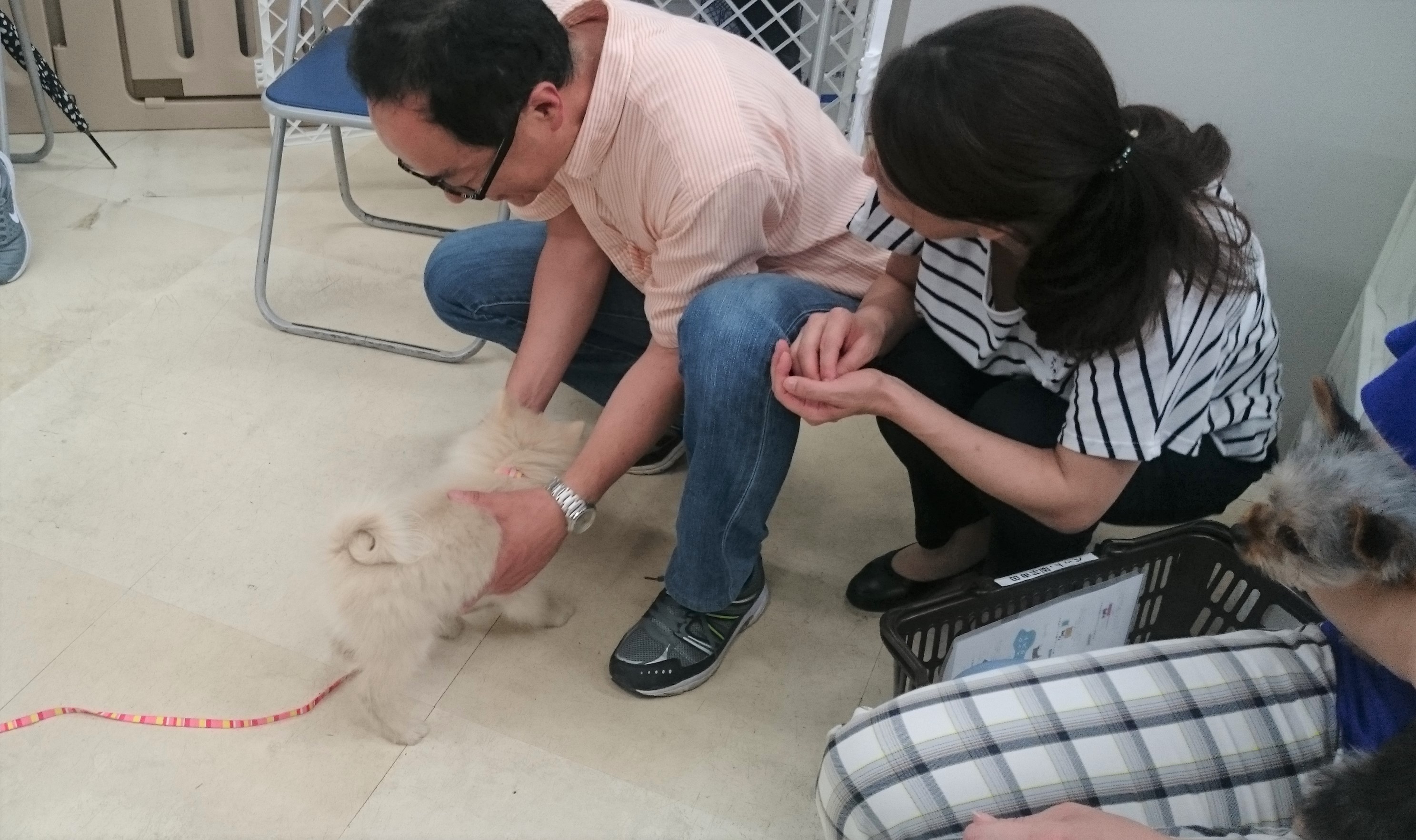みるくちゃん少し寄り道をしながら大好きなお父さんのもとへ | アニコム損保×マルワン高井戸店 第1回パピー教室