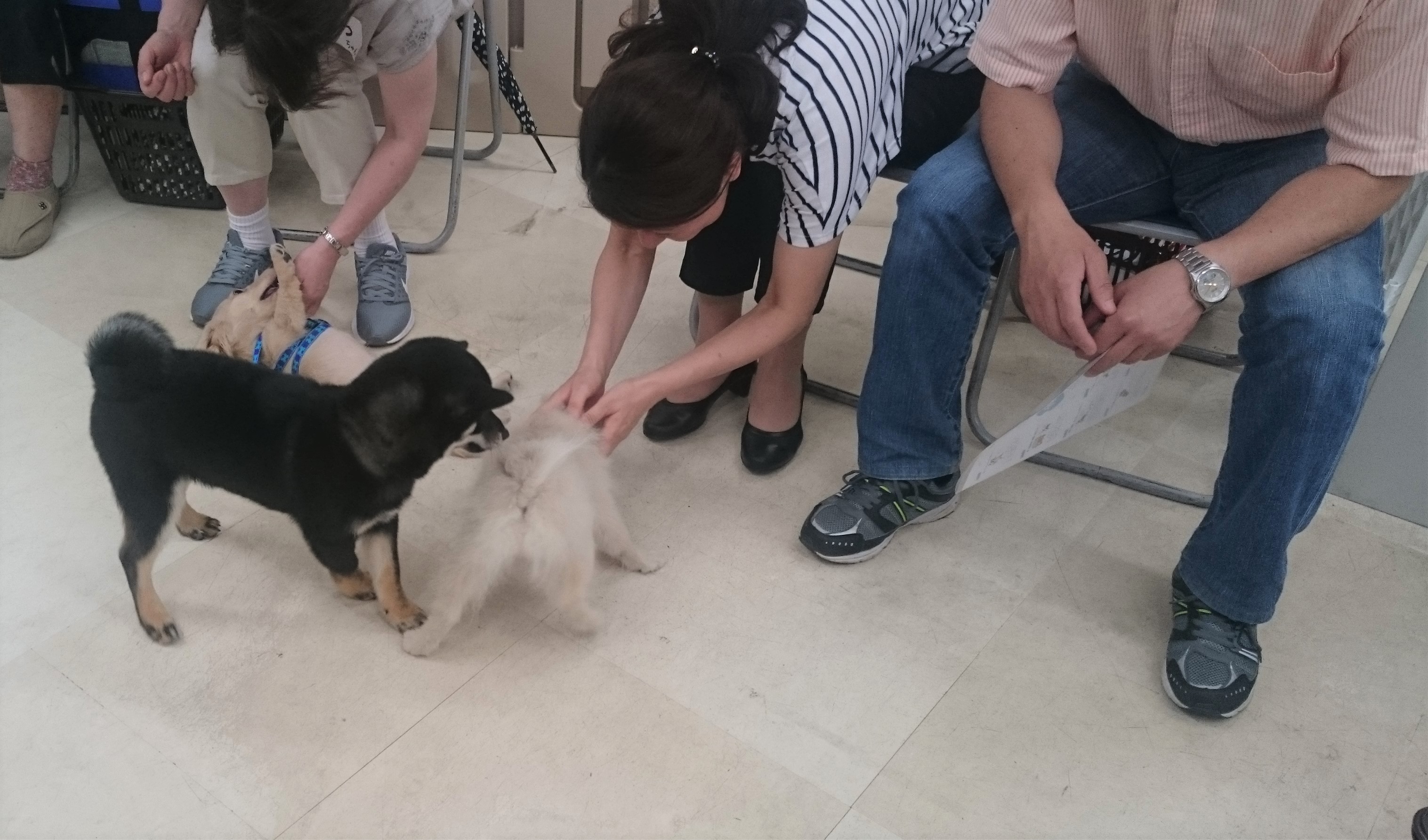 自由時間の様子3 | アニコム損保×マルワン高井戸店 第1回パピー教室