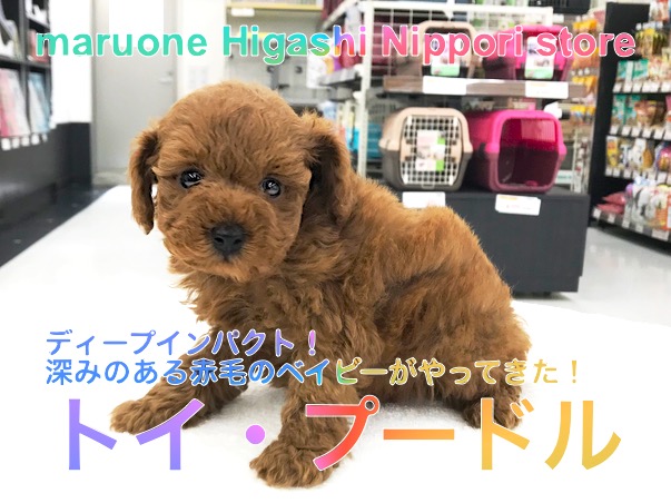 【トイ・プードル】ディープインパクト！深みのある赤毛ベイビーがやってきた！：ペットショップマルワン東日暮里店（東京都荒川区）No.014219