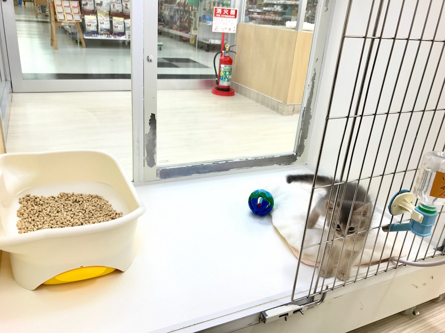 もうすぐご飯のお時間なのでお部屋に戻りました。 | ソマリ （713573） - ペットショップ マルワン鶴見 神奈川県横浜市鶴見区
