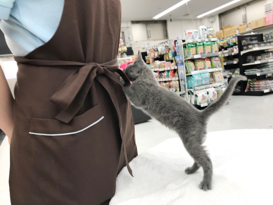 とても人懐っこくて甘えん坊 | ロシアンブルー （014216） - ペットショップ マルワン東日暮里 東京都荒川区