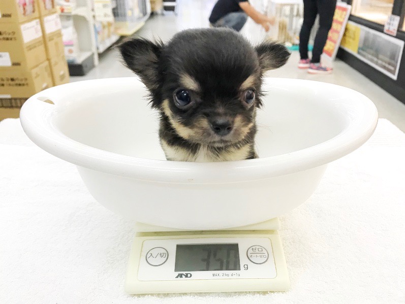 月齢50日、驚異の体重350g！ | チワワ （117155） - ペットショップ マルワン鎌ヶ谷 千葉県鎌ヶ谷市北初富