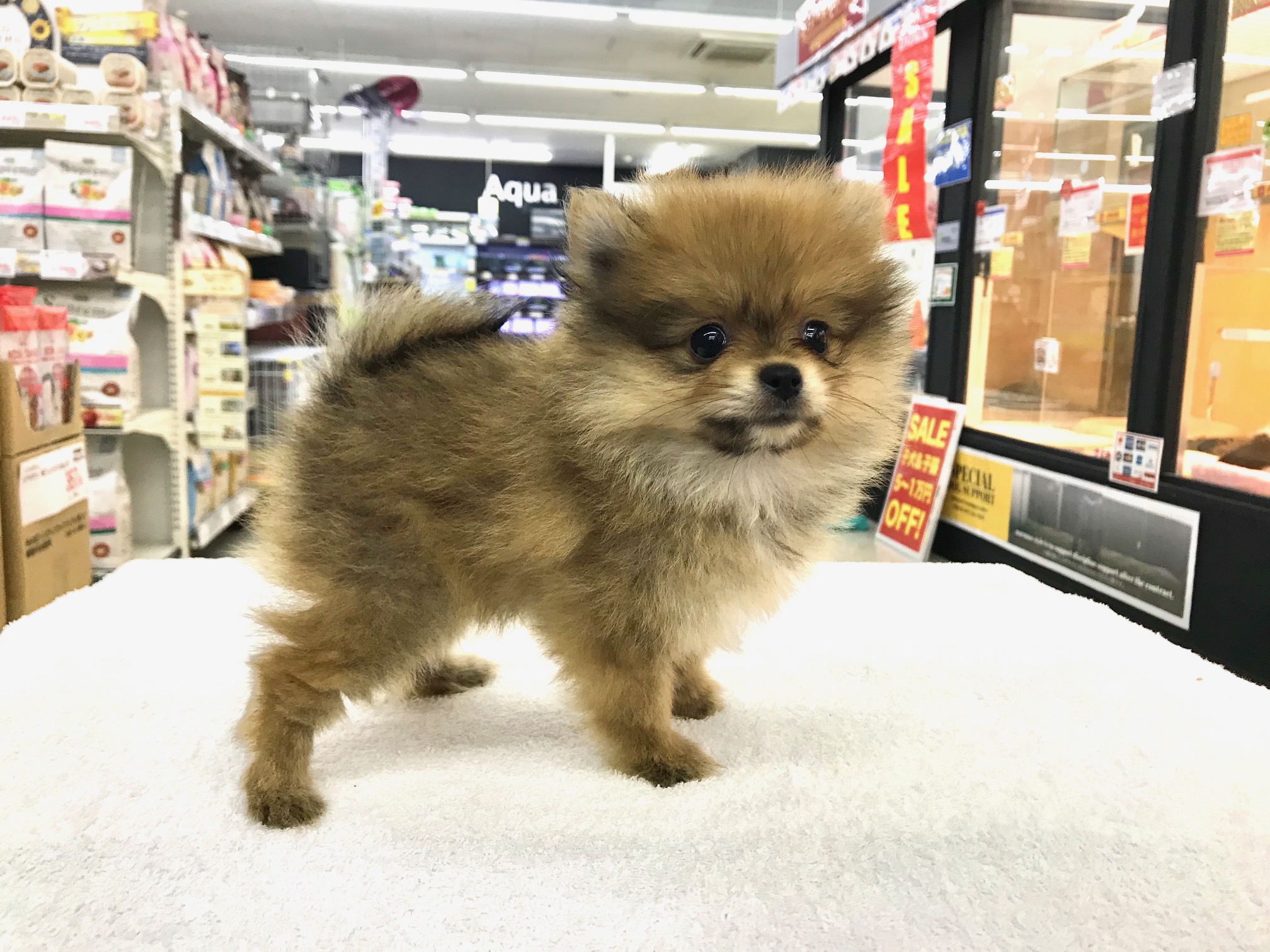 毛質・毛量共に文句なしの成長っぷり | ポメラニアン (117153) - ペットショップ マルワン鎌ヶ谷 千葉県鎌ヶ谷市北初富