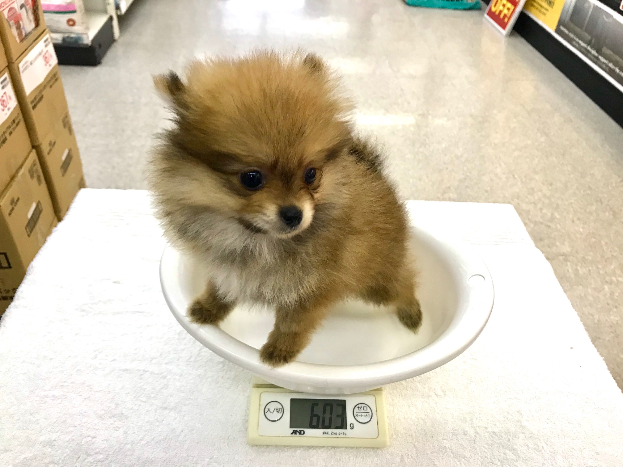 生後80日経過!やっぱり極小!体重603グラム♪ | ポメラニアン (117153) - ペットショップ マルワン鎌ヶ谷 千葉県鎌ヶ谷市北初富