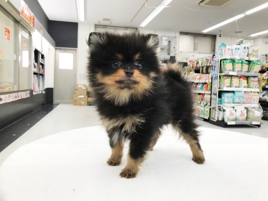 バレンシアオレンジに輝く濃厚タンカラーの超ルックス | ポメラニアン （014223） - ペットショップ マルワン東日暮里 東京都荒川区