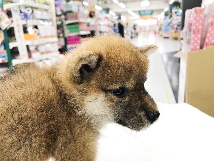 「あざやかな赤」への成長の予感 | 柴犬 (119121) - ペットショップ マルワン梅島 東京都足立区