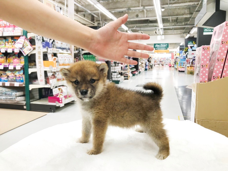 短めの四肢が小振り感を演出 | 柴犬 (119121) - ペットショップ マルワン梅島 東京都足立区