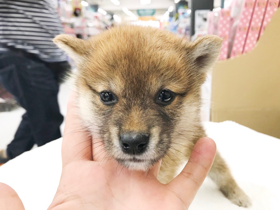 ウルフ系ルックスの超美人 | 柴犬 (119121) - ペットショップ マルワン梅島 東京都足立区