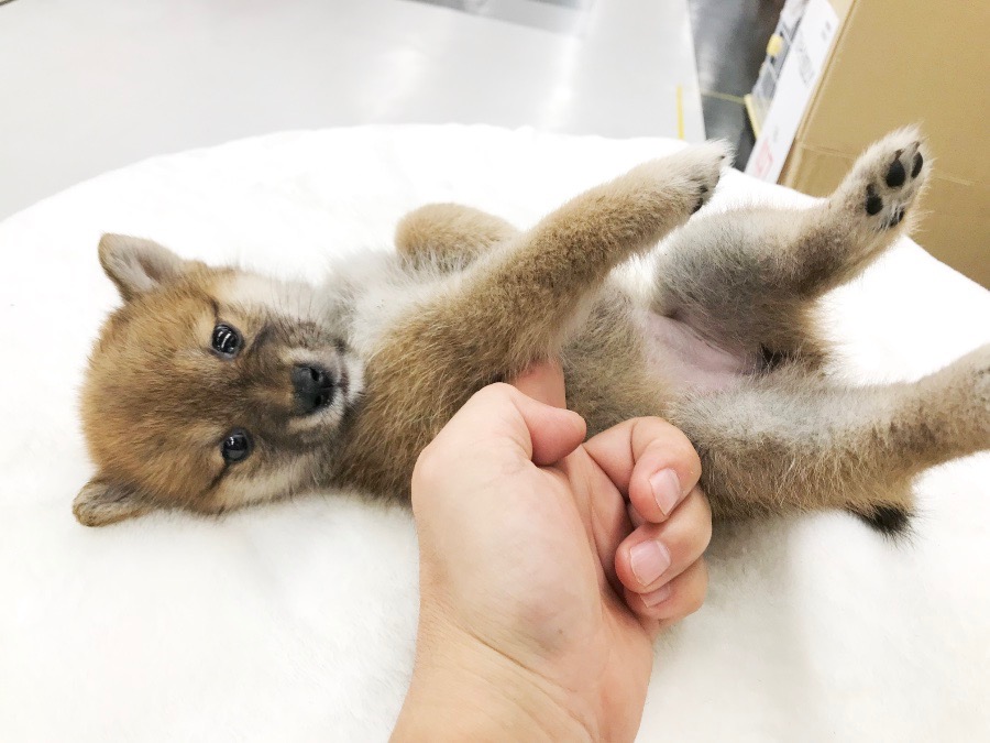 指一本で仰向けになれる超従順ポテンシャル! | 柴犬 (119121) - ペットショップ マルワン梅島 東京都足立区