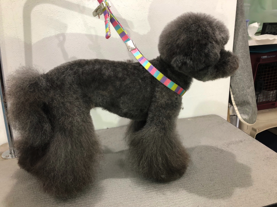 犬が夏苦手な理由 | 【サマーカット特集】サマーカットで夏を乗り切ろう!:マルワン白楽店トリミング通信VOL.16