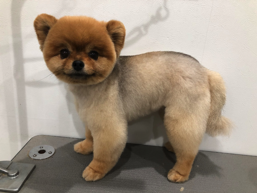 体に8mmのバリカンを入れてお顔は丸く仕上がっています!くまさんみたい | 【サマーカット特集】サマーカットで夏を乗り切ろう!:マルワン白楽店トリミング通信VOL.16