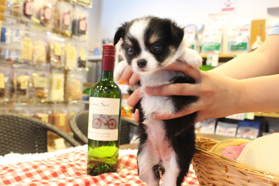 成犬になってからも小さめサイズ | チワワ (11571) - ペットショップ マルワン白楽 神奈川県横浜市