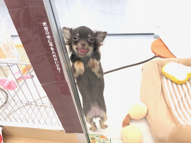 当店のチョコチワちゃんは吠え癖はありません | チワワ（極小） （512502） - ペットショップ マルワン本羽田 東京都大田区