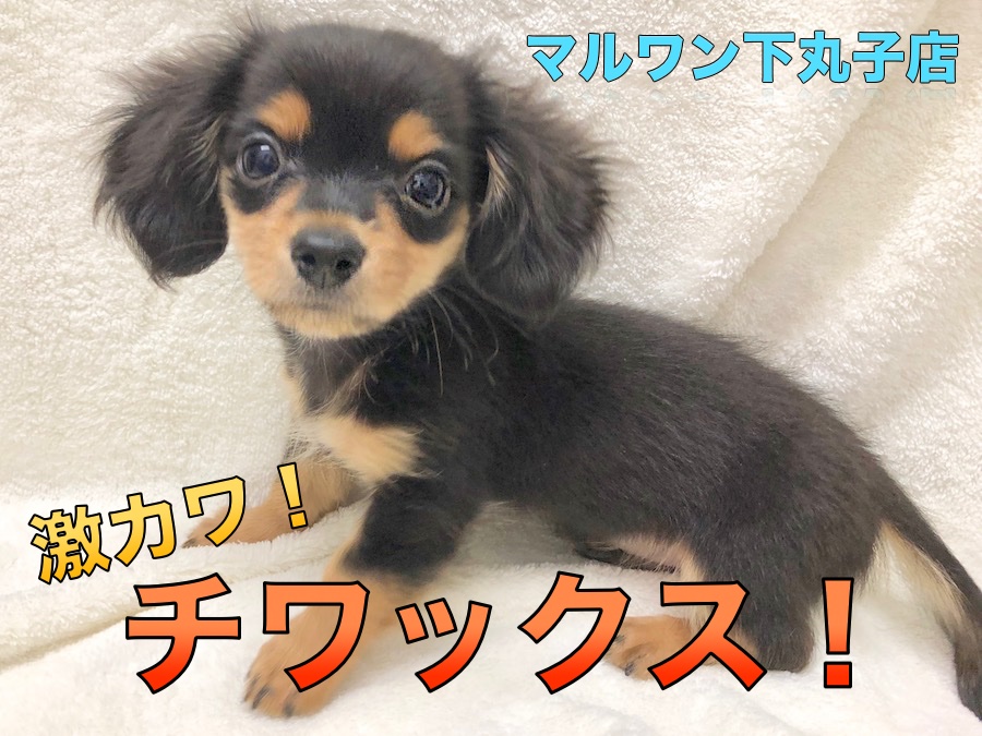 【MIX・チワックス】両親それぞれの特徴が活きてる！なんだか僕、こんなに可愛くなっちゃいました♡：ペットショップマルワン下丸子店(大田区)｜子犬情報！No.116260