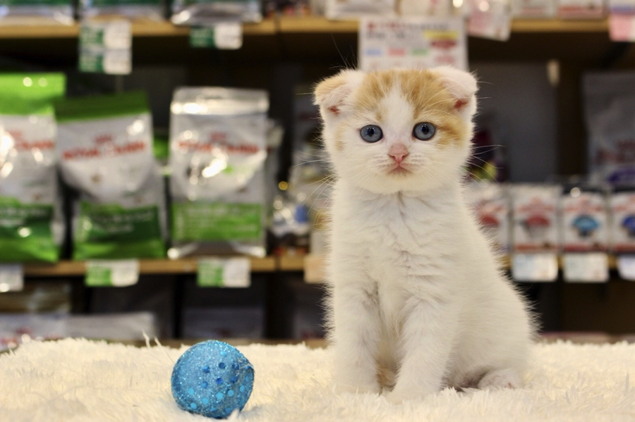 まだ子猫らしい楕円形のお顔 | スコティッシュ・フォールド （11555） - ペットショップ マルワン白楽 神奈川県横浜市