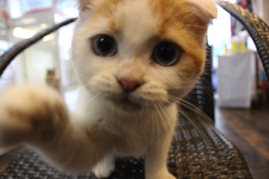 カメラを見つけたスコちゃんはこれなぁに〜？とでも言っているかのように手で触ります。 | スコティッシュ・フォールド （11555） - ペットショップ マルワン白楽 神奈川県横浜市