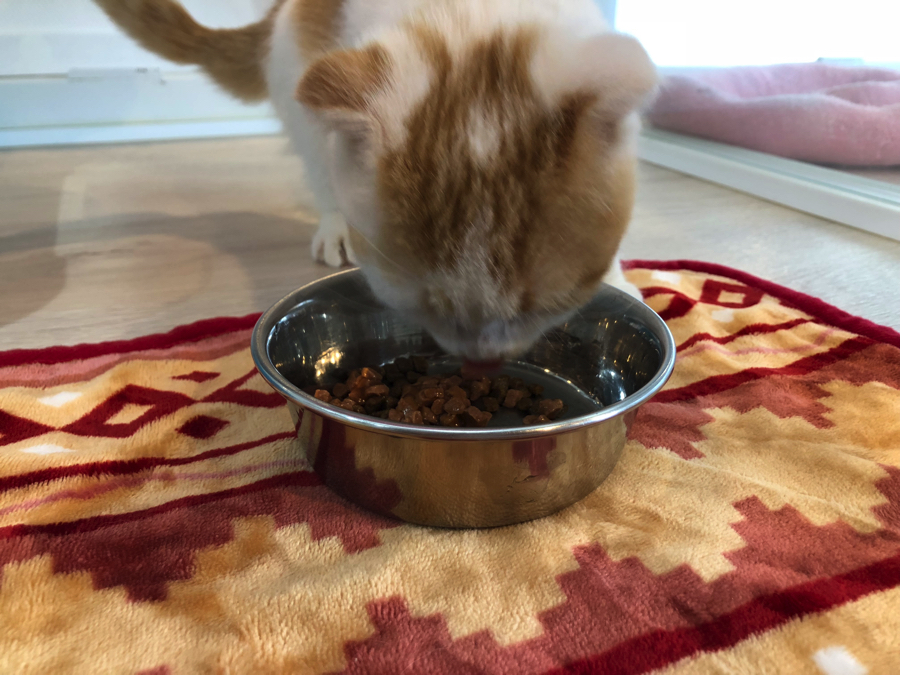 スコちゃんお待ちかねのご飯タイム！ | スコティッシュ・フォールド （11555） - ペットショップ マルワン白楽 神奈川県横浜市