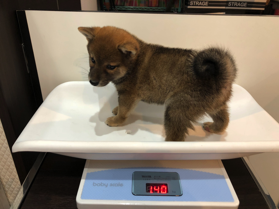 現在の体重は1.4kg！ | 豆柴 （11566） - ペットショップ マルワン白楽 神奈川県横浜市