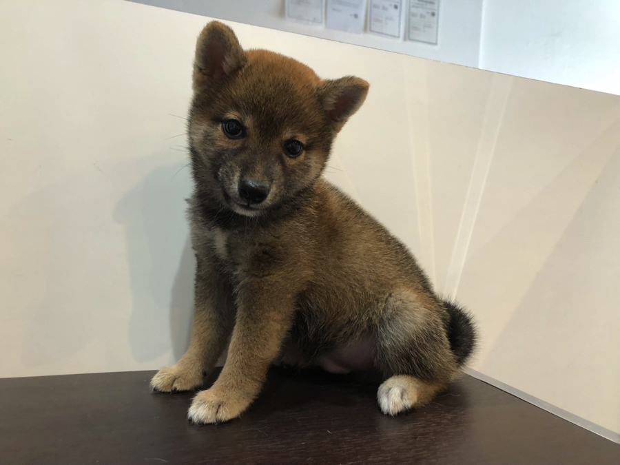 ２週間前に比べ、マズルも伸び丸々したお顔から柴犬らしさが出てきました☆ | 豆柴 （11566） - ペットショップ マルワン白楽 神奈川県横浜市