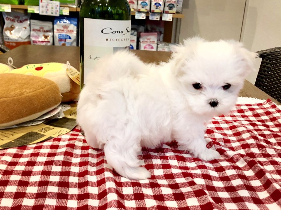 忠犬ハチ公並の従順な性格の持ち主 | マルチーズ (11570) - ペットショップ マルワン白楽 神奈川県横浜市