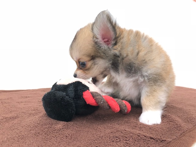 小さいお口を開いておもちゃにカプッ！ | チワワ（極小） （512542） - ペットショップ マルワン本羽田 東京都大田区