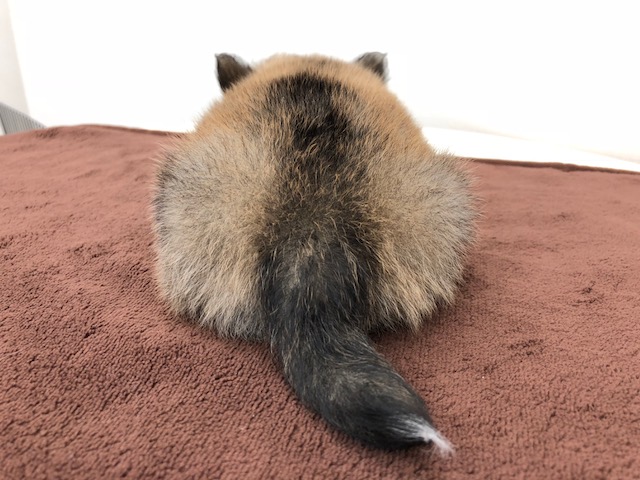 あれ、すねちゃった・・・ | チワワ（極小） （512542） - ペットショップ マルワン本羽田 東京都大田区