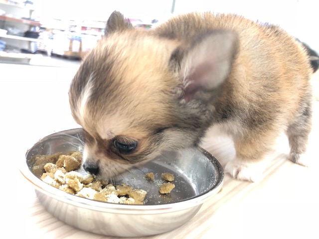 「美味しい」と聞こえてきそうな食べっぷり！ | チワワ（極小） （512542） - ペットショップ マルワン本羽田 東京都大田区