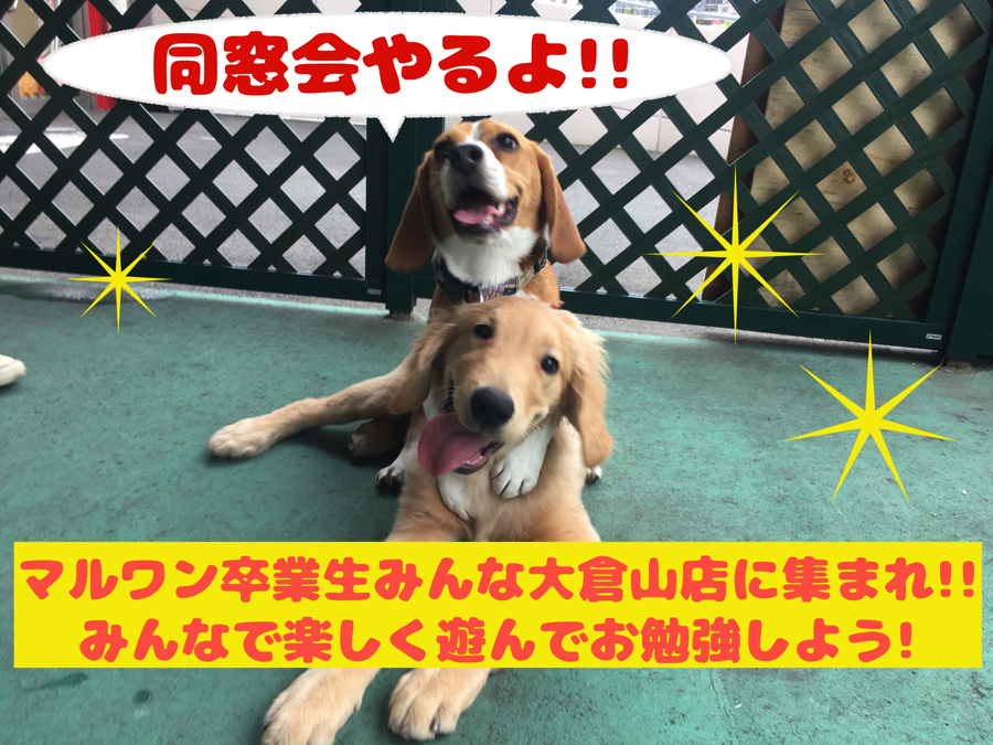【大倉山店同窓会インベントのお知らせ】卒業生みんな大倉山店に集まれ!!気楽にフリータイムを過ごそう!：ペットショップマルワン大倉山店（横浜市）｜イベント情報