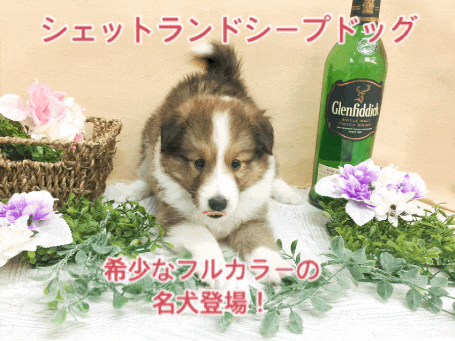 【シェットランドシープドッグ】希少な「フルカラー」の名犬登場！セーブル＆ホワイトのエレガントビューティー！：ペットショップマルワン大倉山店（横浜市）｜子犬情報！No.6130707