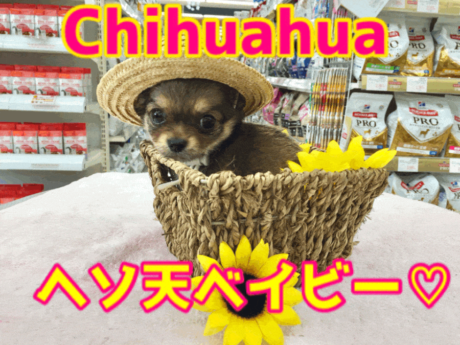 【お洒落チワワ】麦わら帽子が超似合う♥元気ハツラツ!環境慣ればっちりなヘソ天ベイビー☆：ペットショップマルワン大倉山店（横浜市）｜子犬情報！No.6130709
