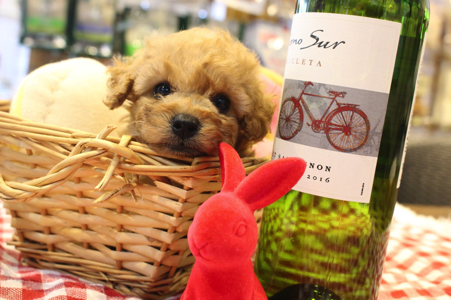  犬種の中で人気No.１| トイ・プードル （11568） - ペットショップ マルワン白楽 神奈川県横浜市