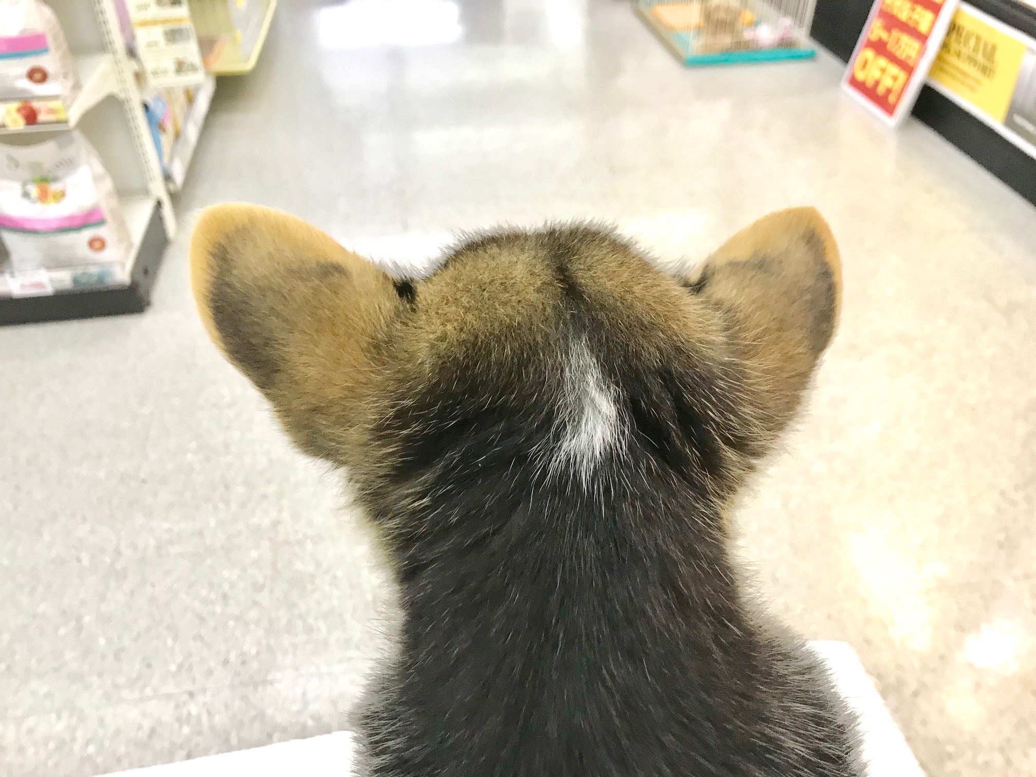首筋のワンポイント♡白い毛がとってもおしゃれ♪ | ウェルシュ・コーギー・ペンブローク （117151） - ペットショップ マルワン鎌ヶ谷 千葉県鎌ヶ谷市北初富