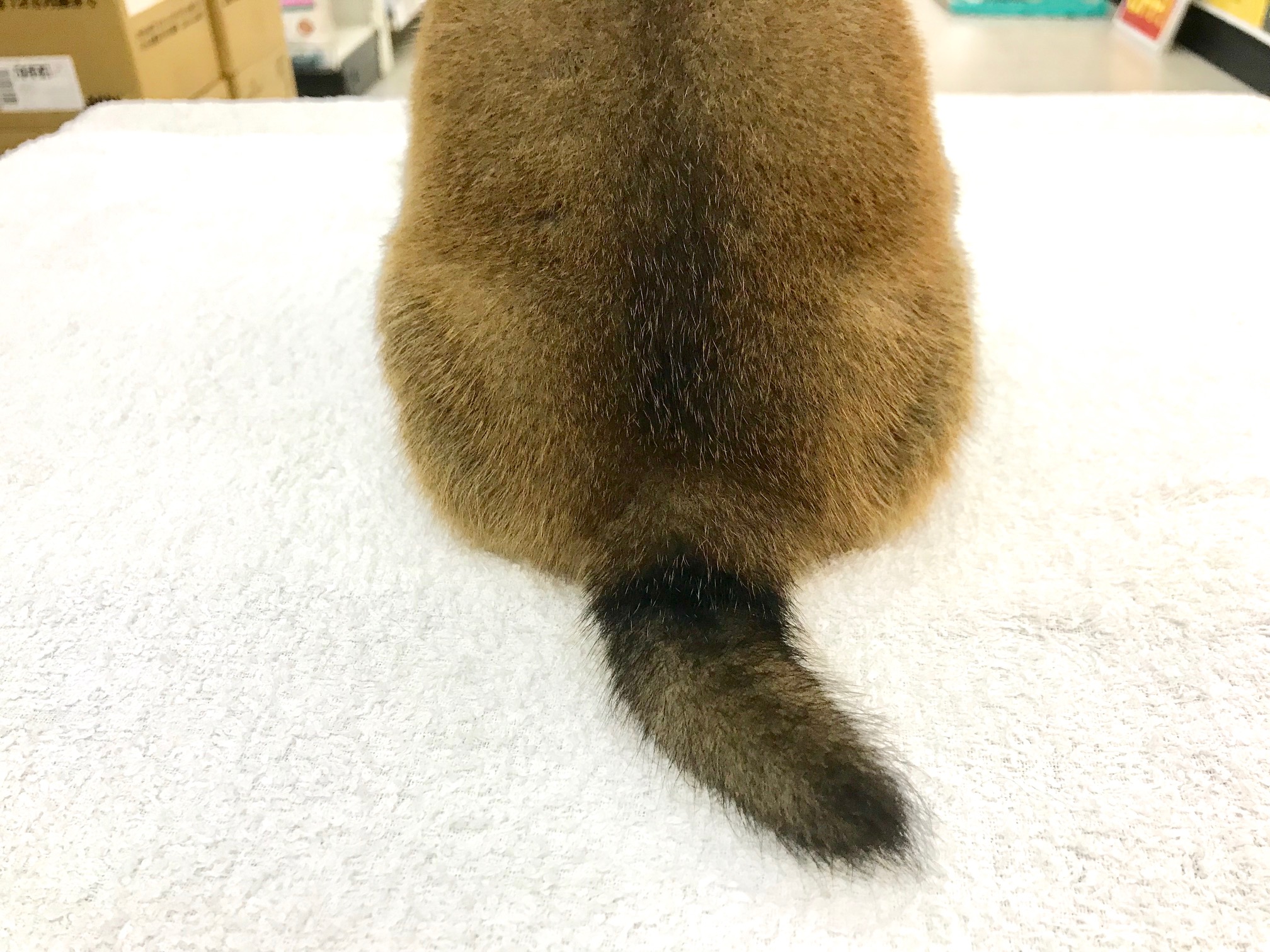 黒ベースの尻尾 | 柴犬 （117156） - ペットショップ マルワン鎌ヶ谷 千葉県鎌ヶ谷市北初富