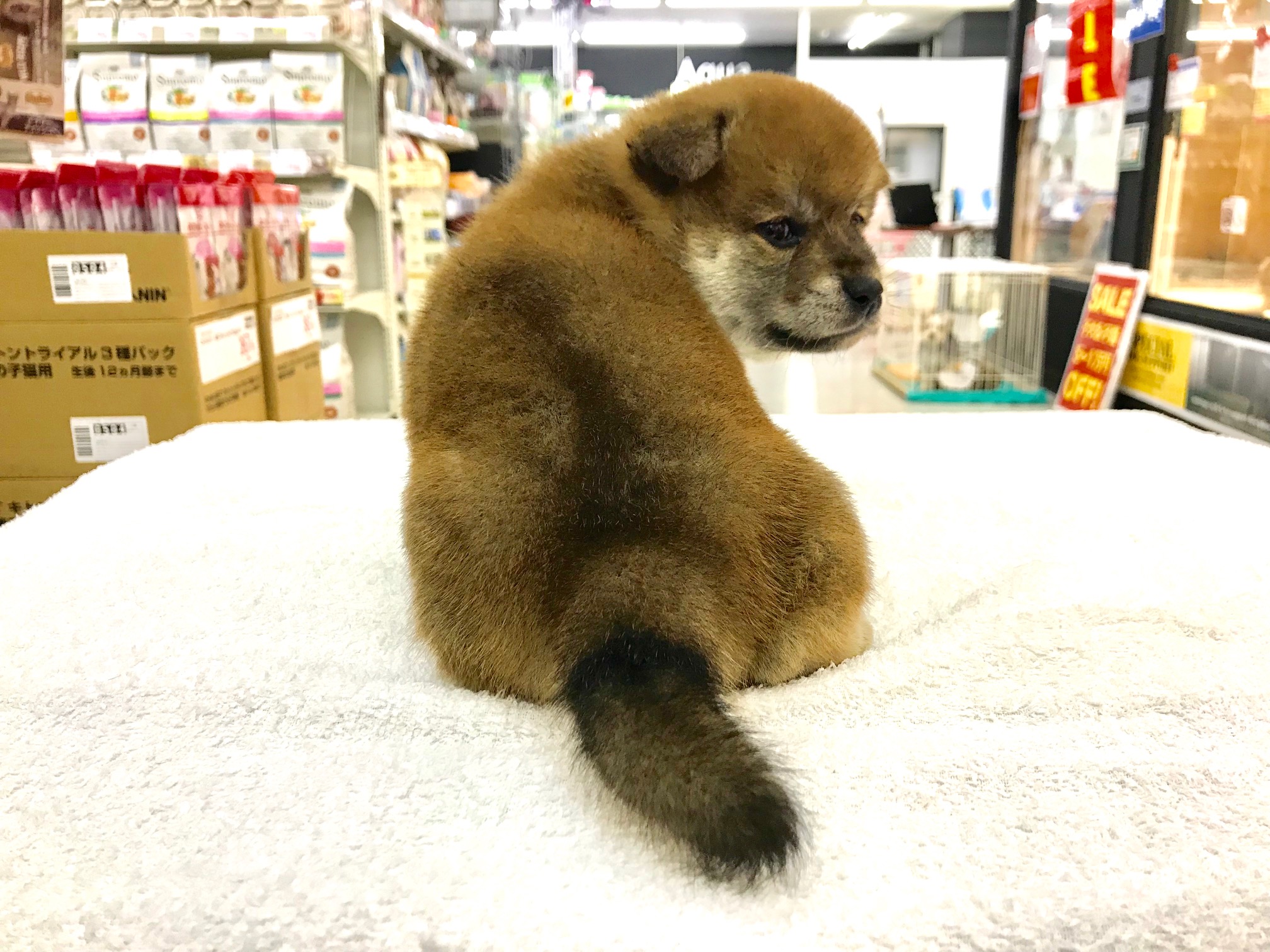 これからがとても楽しみな柴ちゃん♪ | 柴犬 （117156） - ペットショップ マルワン鎌ヶ谷 千葉県鎌ヶ谷市北初富